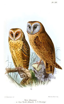  Tyto glaucops, à droite,T. alba detorta à gauche
