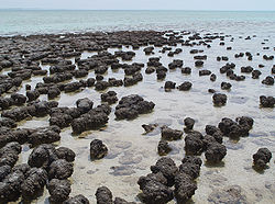 Stromatolites dans le havre Hamelin