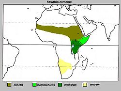 Répartition des sous-espèces de Struthio camelus