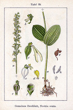 Listera ovata, Listère à feuilles ovales