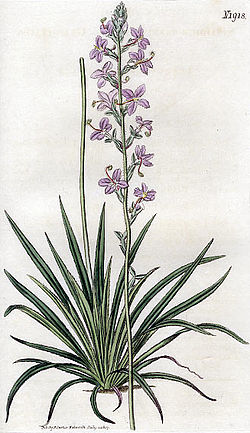  Stylidium graminifolium