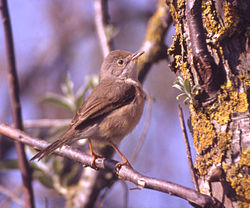  Fauvette passerinette (Sylvia cantillans)