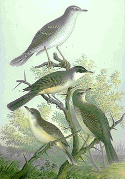  Fauvettes épervières (Sylvia nisoria), en haut ;Fauvettes orphées (Sylvia hortensis), en bas.