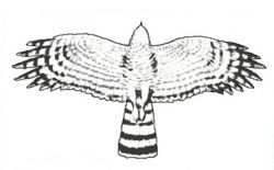Épervier d'Europe (Accipiter nisus)