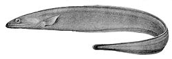  Synaphobranchus affinis