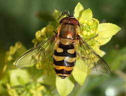  Syrphus torvus mâle