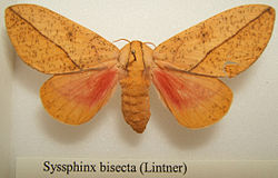  Syssphinx bisecta femelle adulte