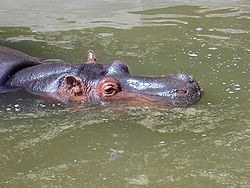  Hippopotame (Hippopotamus amphibius)(dont sont proches les cétacés)