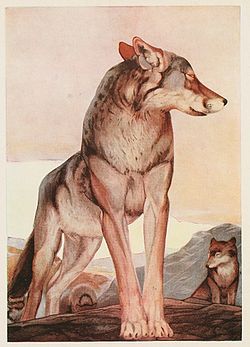 Un loup, illustration de 1895 pour un livre de Kipling