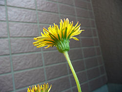 Taraxacum japonicum