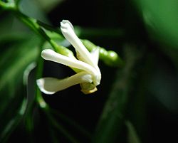  Fleur de Tabernaemontana citrifolia