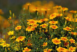  Tagetes tenuifolia 'Tangerine Gem'