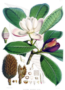 Magnolia liliifera var. obovata