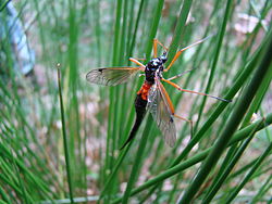 Tanyptera atrata femelle