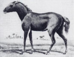  Tarpan (Equus ferus gmelini)Dessin de Borisov, 1841