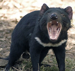  Diable de Tasmanie (Sarcophilus harrisii)