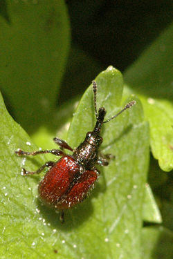 Rhynchite rouge du pommier (Tatianaerhynchites aequatus)