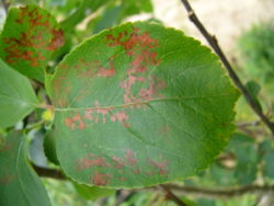 Tavelure sur feuilles de pommier