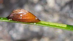  Tectura palacea