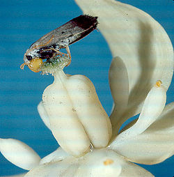  Tegeticula sp. déposant un sac pollinique sur un pistil de Yucca