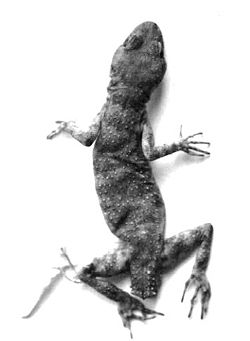  Cyrtodactylus walli