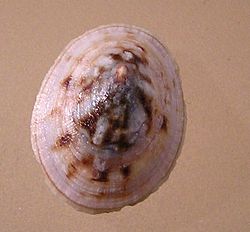 Testudinalia testudinalis