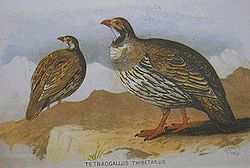  Tetraogallus tibetanus,dessin publié chez Hume et Marshall,Gamebirds of India, Burma and Ceylon