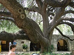  Quercus fusiformis