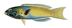  Thalassoma lutescens