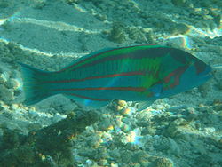  Thalassoma trilobatum