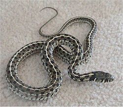  Thamnophis marcianus