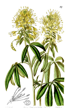  Cleome lutea