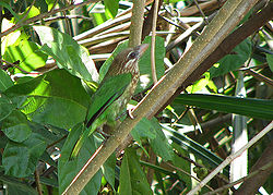  Barbican olivâtre (Stactolaema olivacea)