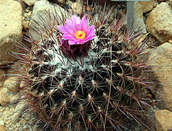  Thelocactus conothelos conothelos