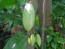 Fruits de cacaoyer (Theobroma cacao)