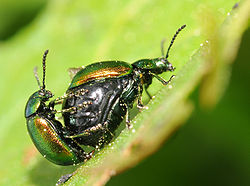  Accouplement de Gastrophysa viridula