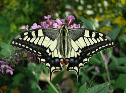  Machaon (Papilio machaon)