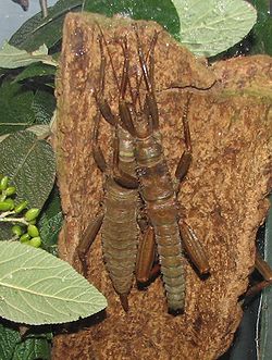 Eurycantha calcarata, mâle - femelle