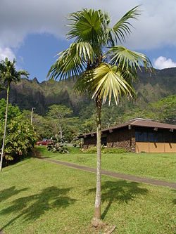  Thrinax radiata