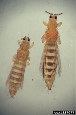  à gauche Thrips tabaci, à droite Frankliniella occidentalis