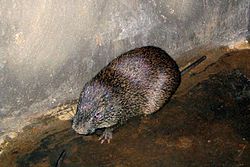  Thryonomys swinderianus