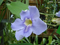  Thunbergia grandiflora