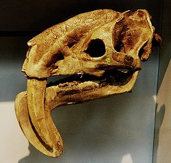  Crâne fossile d'un Thylacosmilus