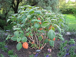   Tibouchina grandiflora