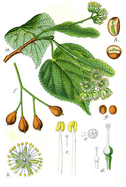  Tilleul à petites feuilles, Tilia cordata