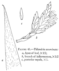 Tillandsia_acuminata L.B.Sm.Illustration du protologue.