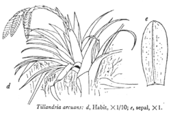 Tillandsia_arcuans L.B.Sm.Illustration du protologue.