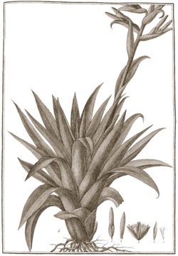  Tillandsia biflora Ruiz & Pav.Illustration du protologue