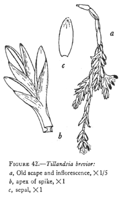 Tillandsia brevior L.B.Sm.Illustration du protologue.