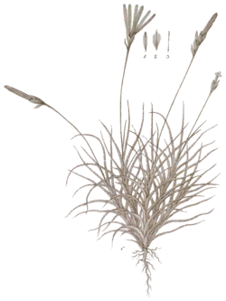  Tillandsia capillaris Ruiz & Pav.Illustration du protologue